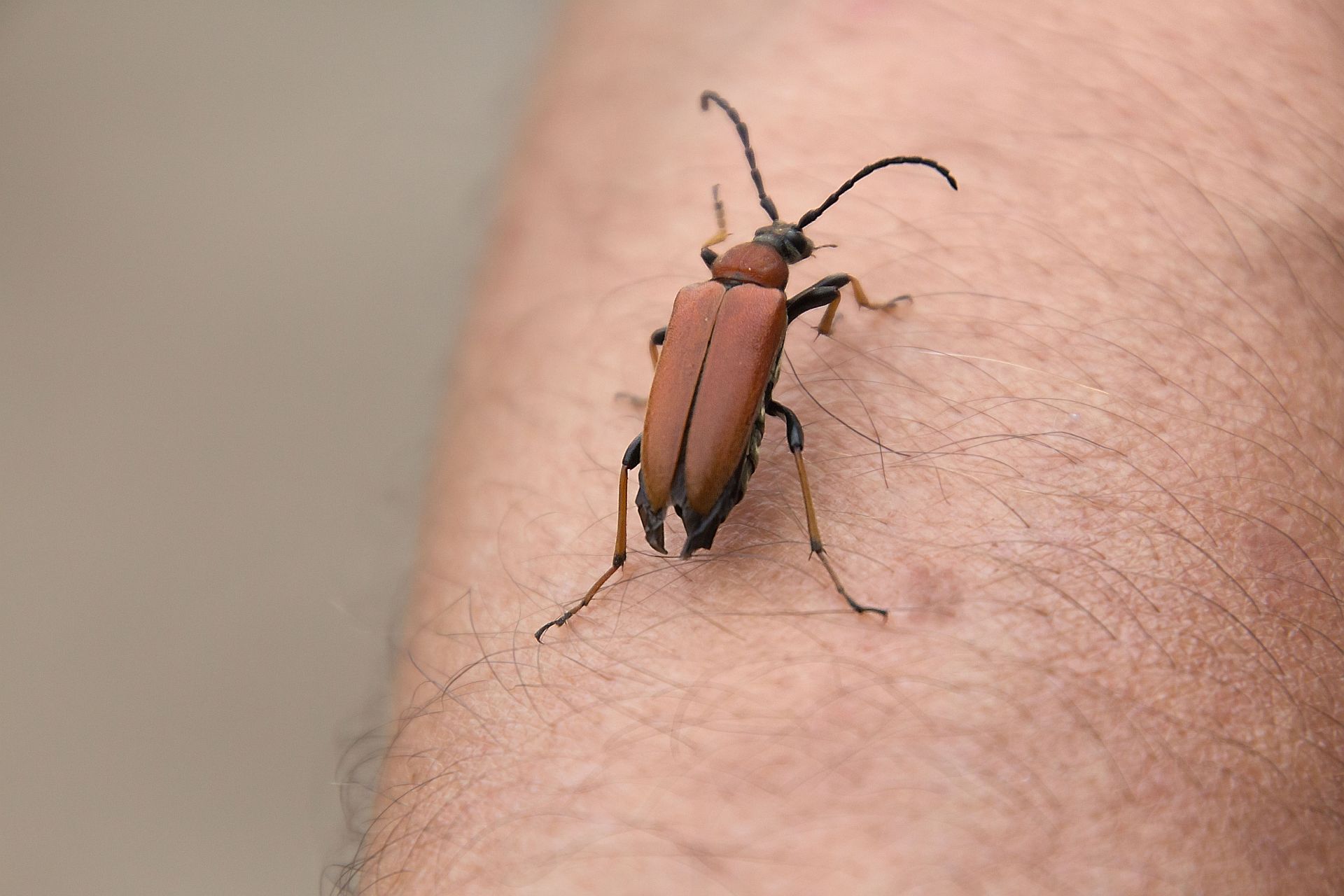 Atunci când insecta se află pe piele, este posibilă masturbarea