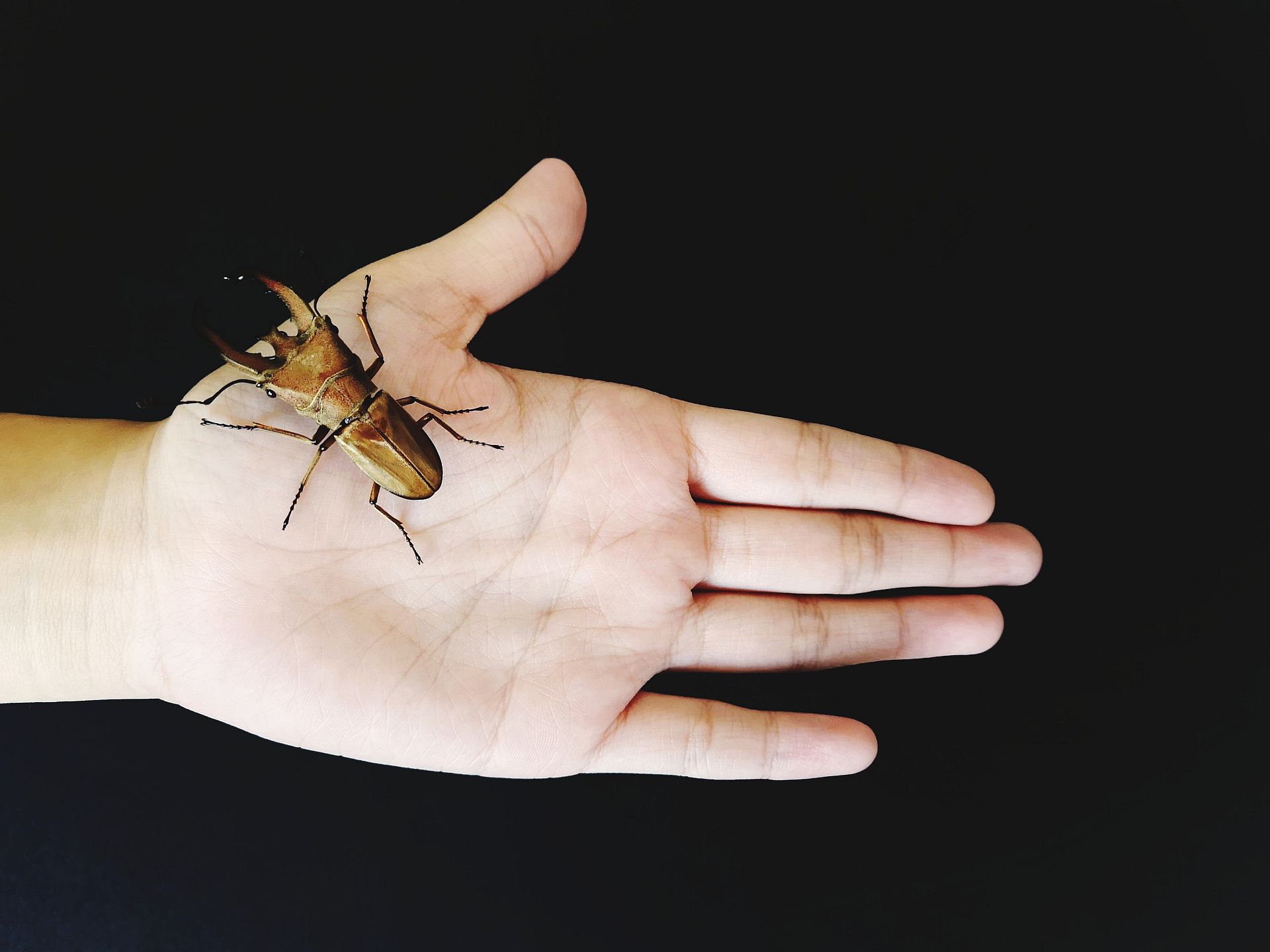 Excitarea pentru insecte sau Formicophilia
