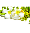 Ulei de masaj Shiatsu Ylang-Ylang